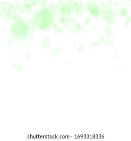 Green flower petals falling down. Worthy romantic flowers gradient. Flying petal on white square background. Love, romance concept. Comely wedding invitation.