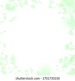 Green flower petals falling down. Emotional romantic flowers vignette. Flying petal on white square background. Love, romance concept. Creative wedding invitation.