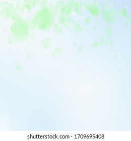 Green flower petals falling down. Wonderful romantic flowers gradient. Flying petal on blue sky square background. Love, romance concept. Comely wedding invitation.