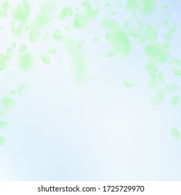 Green flower petals falling down. Wondrous romantic flowers falling rain. Flying petal on blue sky square background. Love, romance concept. Awesome wedding invitation.