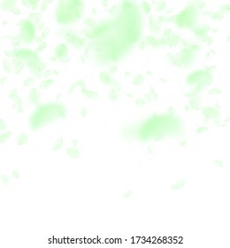 Green flower petals falling down. Vibrant romantic flowers falling rain. Flying petal on white square background. Love, romance concept. Attractive wedding invitation.