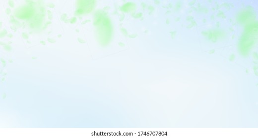 Green flower petals falling down. Neat romantic flowers falling rain. Flying petal on blue sky wide background. Love, romance concept. Delicate wedding invitation.