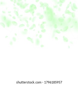 Green flower petals falling down. Alluring romantic flowers gradient. Flying petal on white square background. Love, romance concept. Bold wedding invitation.