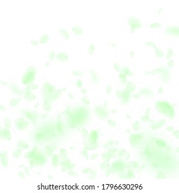 Green flower petals falling down. Dramatic romantic flowers gradient. Flying petal on white square background. Love, romance concept. Comely wedding invitation.
