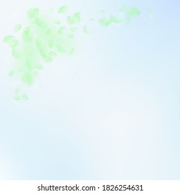 Green flower petals falling down. Marvelous romantic flowers corner. Flying petal on blue sky square background. Love, romance concept. Amusing wedding invitation.