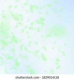 Green flower petals falling down. Fancy romantic flowers gradient. Flying petal on blue sky square background. Love, romance concept. Classy wedding invitation.
