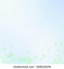 Green flower petals falling down. Valuable romantic flowers gradient. Flying petal on blue sky square background. Love, romance concept. Classic wedding invitation.