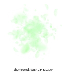 Green flower petals falling down. Dazzling romantic flowers explosion. Flying petal on white square background. Love, romance concept. Artistic wedding invitation.