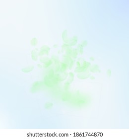 Pétalos de flores verdes cayendo. Explosión radiante de flores románticas. Pétalo volando sobre fondo azul de la plaza del cielo. Amor, concepto romántico. Invitación artística a la boda.