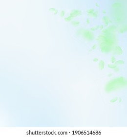 Green flower petals falling down. Cool romantic flowers corner. Flying petal on blue sky square background. Love, romance concept. Appealing wedding invitation.