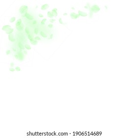 Pétalos de flores verdes cayendo. Esquina de flores románticas mesméricas. Pétalo volando sobre fondo cuadrado blanco. Amor, concepto romántico. Invitación divertida a la boda.