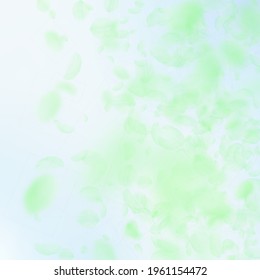 Green flower petals falling down. Alive romantic flowers gradient. Flying petal on blue sky square background. Love, romance concept. Breathtaking wedding invitation.