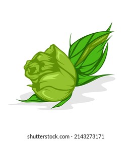 Grüne Blume einzeln auf weißem Hintergrund
