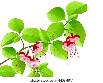 green flowering branch of tropical tree on a white background