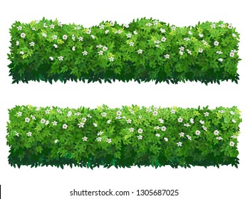 Green flowering fence boxwood shrubs. Set of bushes of different shapes isolated. Ornamental plant for decorate of a park, garden or a green fence. Foliage for spring and summer card design.