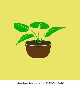 Green flowerpot vector icon. Color illustration of a houseplant with large leaves in a pot.
