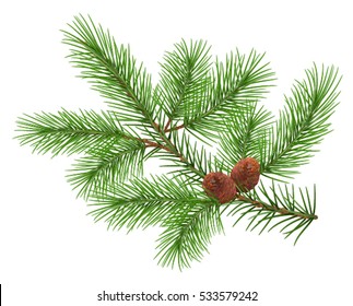 Green fluffy cedar branch and two cones. Isolated on white vector illustration