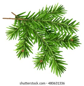 Green fluffy fir branch. Isolated on white vector illustration