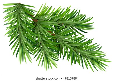 Green fluffy pine branch. Isolated on white background