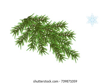 Green fluffy pine branch. Isolated on white background vector