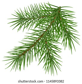 Green fluffy spruce branch accessory symbol christmas. Isolated on white vector illustration