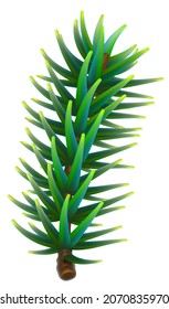 Green fluffy spruce branch isolated on white background. Pine tree branch symbol christmas and new year. Vector cartoon illustration