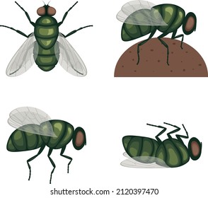The green fly .Fly insect. Image of a fly top view. A flying insect. Vector illustration isolated on a white background
