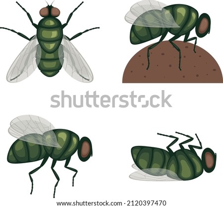 The green fly .Fly insect. Image of a fly top view. A flying insect. Vector illustration isolated on a white background