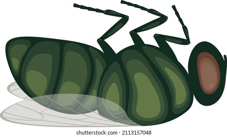 The green fly is lying  A dead insect  Image dead fly  side view  A flying insect  Vector illustration isolated white background 