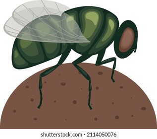 A green fly is sitting on a lump of manure .A flying insect on a turd. Image of a fly, side view. A sitting insect. Vector illustration isolated on a white background