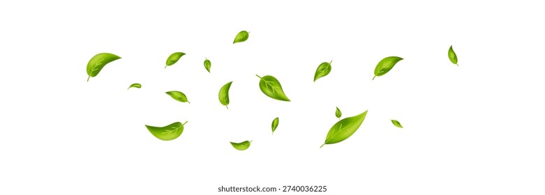 Green flying leaves banner. Leaf falling frame. Wave foliage ornament. Vegan, eco, organic product. Cosmetic pattern. Spring tree plant design. Fresh mint tea background. Air wind. Vector illustration.