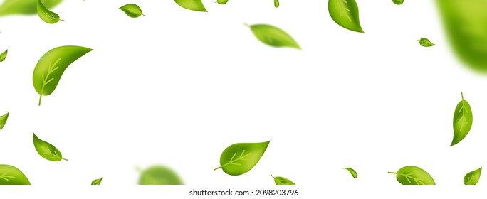 Green flying leaves frame. Fresh tea background. Leaf falling. Green foliage ornament. Vegan, eco, organic design element. Cosmetic pattern border. Beauty product. Vector illustration.