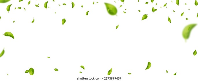 Green flying leaves frame. Leaf falling banner. Wave foliage ornament. Vegan, bio, eco, organic design element. Cosmetic pattern border. Fresh tea background. Beauty product. Vector illustration.