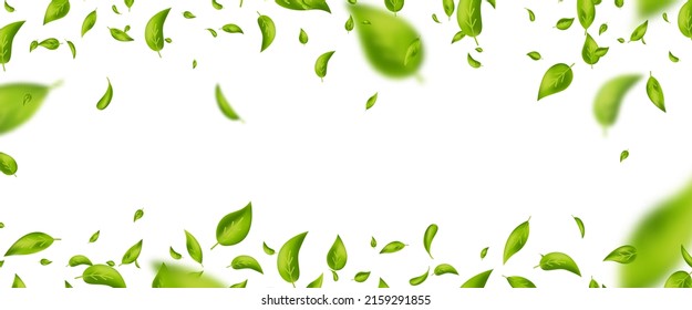 Green flying leaves frame. Organic cosmetic pattern border. Fresh tea background. Leaf falling. Wave foliage ornament. Vegan, eco, bio design element. Beauty product. Vector illustration.