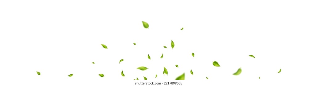 Green flying leaves frame. Vegan, organic cosmetic border. Leaf falling banner. Wave foliage ornament. Eco, bio design element. Fresh tea background. Beauty product. Vector illustration.