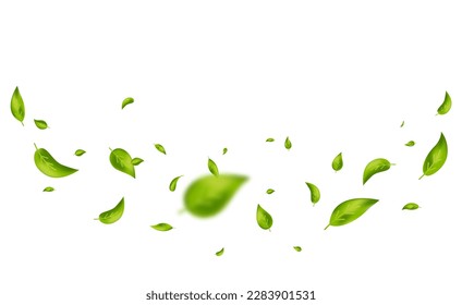 Green flying leaves.  Leaf falling on white background. Wave foliage ornament. Vegan, eco, design element. Organic frame. Cosmetic pattern border. Fresh tea banner. Beauty product.Vector illustration.