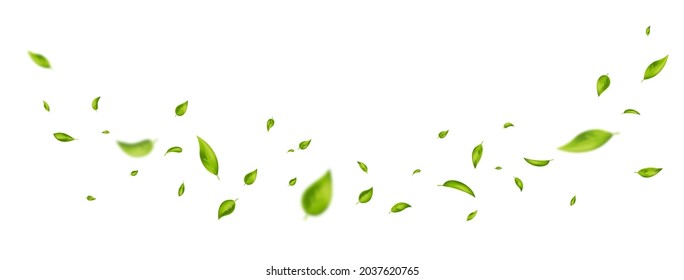 Green flying leaves on long white banner. Leaf falling. Wave foliage ornament. Vegan, eco, organic design element. Cosmetic pattern border. Fresh tea background. Beauty product. Vector illustration. - Shutterstock ID 2037620765