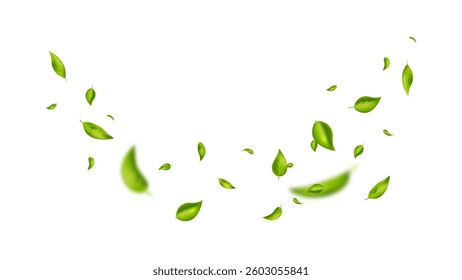 Green flying leaves on long white banner. Leaf falling. Wave foliage ornament. Vegan, eco, organic design element. Cosmetic pattern border. Fresh tea background. Beauty product. Vector illustration.