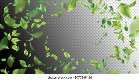 Green flying Leaves. Vector abstract foliage background