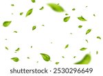 Green flying wave leaves border. Wave foliage ornament. Vegan, eco, organic design element. Leaf falling banner. Cosmetic pattern. Fresh tea background. Beauty product frame. Vector illustration.