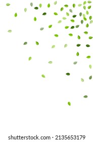 Diseño de vectores abstractos de follaje verde. Pancarta de Caída. El Olivo Deja Una Planta Realista. Plantilla Vitivinícola Verde.