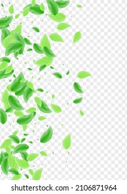 Green Foliage Background Transparent Vector. Sheet Drink Texture. Delicate Illustration. Greenish Herbal Frame. Greenery Nature.