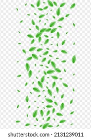 Green Foliage Background Transparent Vector. Sheet Light Texture. Silhouette Illustration. Greenish Copy Frame. Greenery Space.