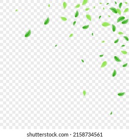 Green Foliage Background Transparent Vector. Plant Mint Texture. Wild Card. Greenish Border Illustration. Leaf Clear.