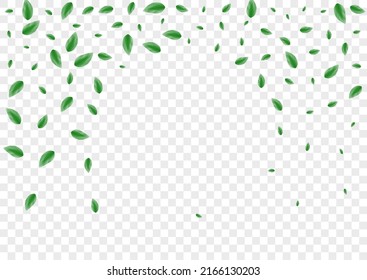 Grüner Blatthintergrund Transparenter Vektorgrafik. Leaf Fresh Card. Silhouette Textur. Greenish Summer Design. Blättert Muster.