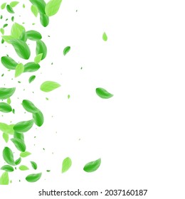 Green Foliage Background White Vector. Leaves Icon Design. Set Card. Greenish Pattern Frame. Leaf Border.