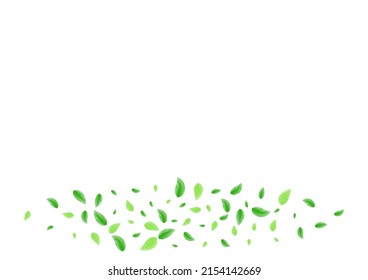 Green Foliage Background White Vector. Greenery Creative Texture. Flavor Design. Light Green Clear Card. Sheet Eucalyptus.