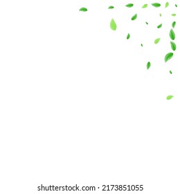 Green Foliage Background White Vector. Plant Subtle Frame. Realistic Texture. Greenish Herbarium Illustration. Greenery Template.