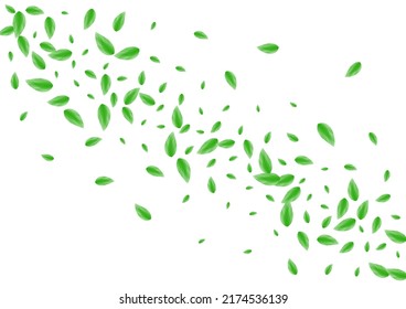 Green Foliage Background White Vector. Greenery Abstract Illustration. Summer Card. Light Green Spring Frame. Leaf Style.