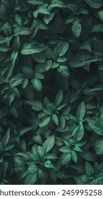 Green Foliage Delight: Explore the beauty of nature with this stunning collection of vibrant green leaves. Each leaf, resplendent in its unique shade of green, dances gracefully in the gentle breeze, 